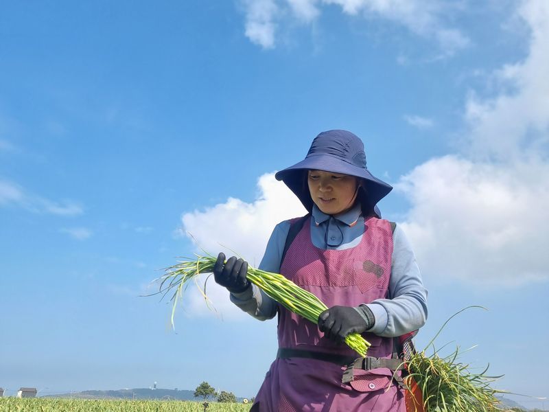 제주대정 방점순님의 장터 판매 상품 [제주도 햇마늘쫑 5kg] 첨부 사진