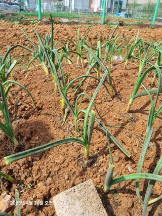서안3807님의 농사, 무엇이든 물어보세요! · 참여글 작성글 사진
