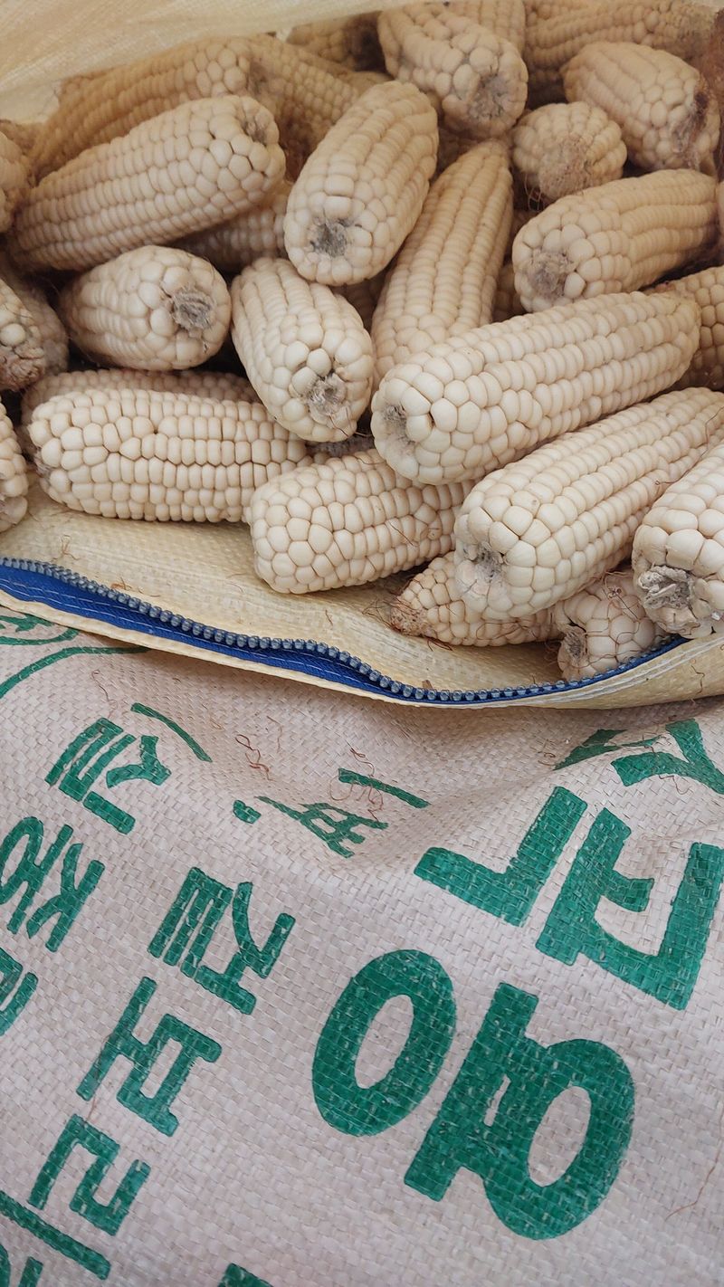 서영득님의 장터 판매 상품 [건조한 찰 옥수수 ] 첨부 사진