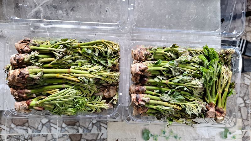 이상헌님의 장터 판매 상품 [산두릅/참두릅 500g] 첨부 사진