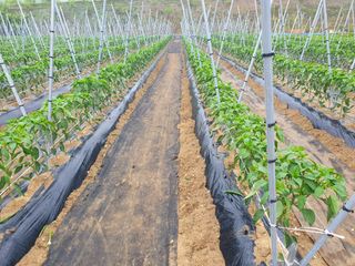 김정태님의 🌿농부님의 제초법은? · 참여글 작성글 사진