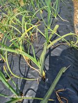 팜모닝 농사, 무엇이든 물어보세요!·참여글 게시글 이미지