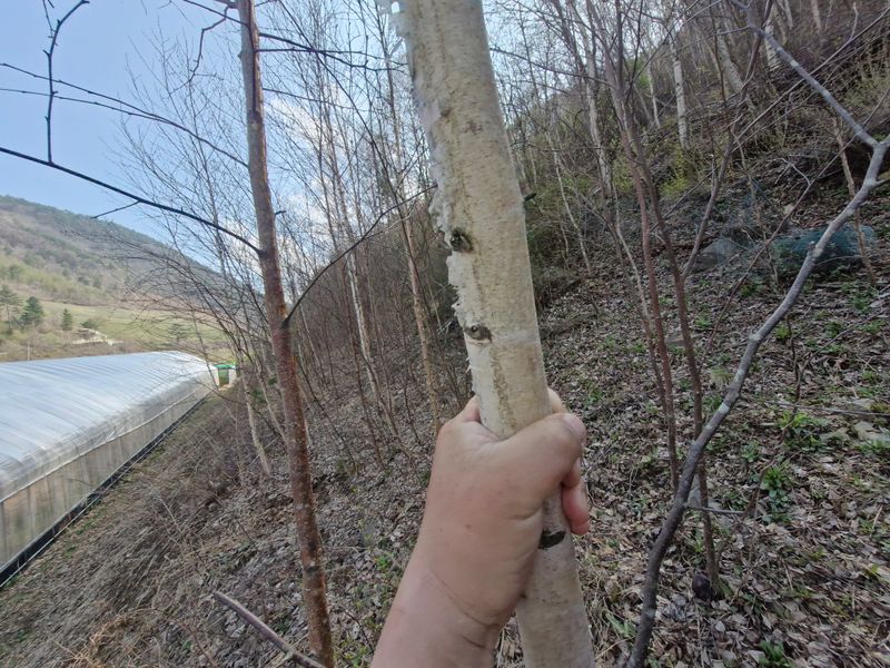 자연 愛 대풍농장님의 장터 판매 상품 [조경수 자작나무 일괄 판매합니다.] 첨부 사진