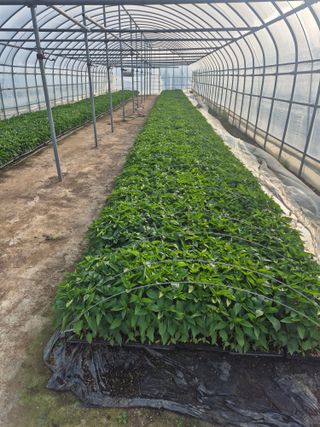 송광만님의 고추 · 파종•정식 작성글 사진