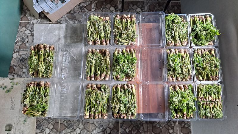 이상헌님의 장터 판매 상품 [산두릅/참두릅 500g] 첨부 사진