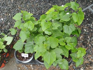 산성골농장님의 자유주제 · 자유게시판 작성글 사진