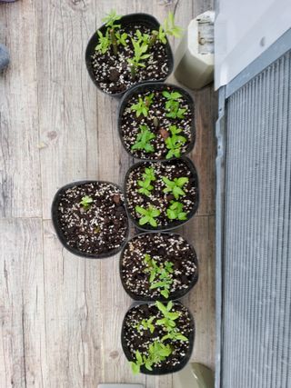 연모 자연의행복님의 자유주제 · 자유게시판 작성글 사진