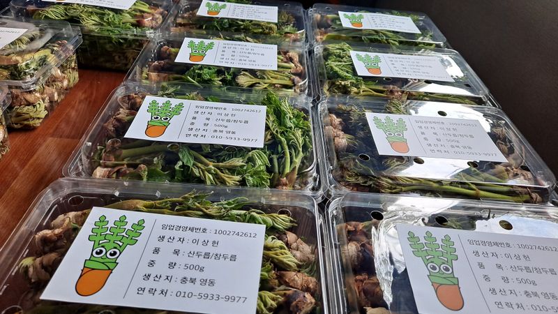 장터 상품 [산두릅/참두릅 500g] 썸네일