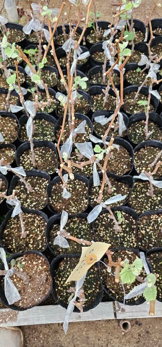 뿌리묘목농원님의 자유주제 · 자유게시판 작성글 사진