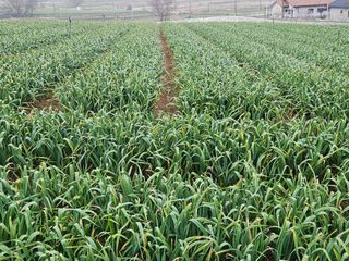 완두굴파리님의 팜모닝 토론방 · 주제제안 작성글 사진