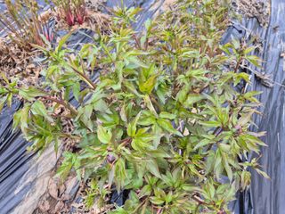 약초다지님의 자유주제 · 자유게시판 작성글 사진