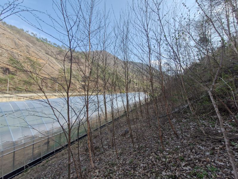 자연 愛 대풍농장님의 장터 판매 상품 [조경수 자작나무 일괄 판매합니다.] 첨부 사진