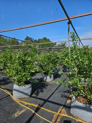 제주 지안이네농장님의 자유주제 · 자유게시판 작성글 사진