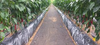 김정태님의 🌿농부님의 제초법은? · 참여글 작성글 사진