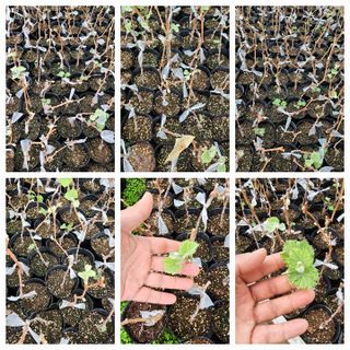 뿌리묘목농원님의 자유주제 · 자유게시판 작성글 사진