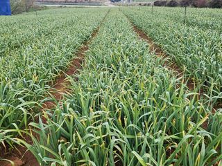 완두굴파리님의 팜모닝 토론방 · 주제제안 작성글 사진