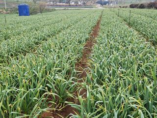 완두굴파리님의 팜모닝 토론방 · 주제제안 작성글 사진