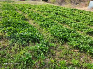봉화랜드님의 자유주제 · 자유게시판 작성글 사진