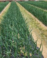 팜모닝 자유주제·자유게시판 게시글 이미지