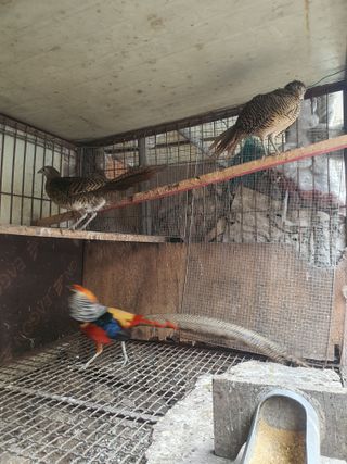 김영복님의 자유주제 · 자유게시판 작성글 사진