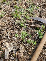 팜모닝 🌿농부님의 제초법은?·참여글 게시글 이미지