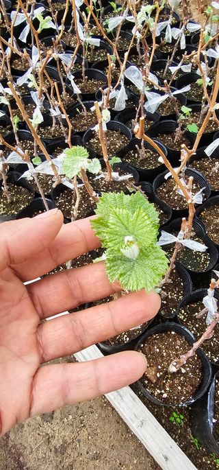 뿌리묘목농원님의 자유주제 · 자유게시판 작성글 사진