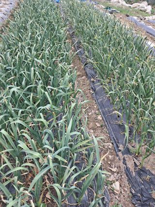 울산연안님의 🌿농부님의 제초법은? · 참여글 작성글 사진