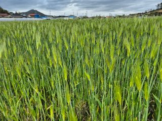 김영진(전남영광)님의 자유주제 · 자유게시판 작성글 사진