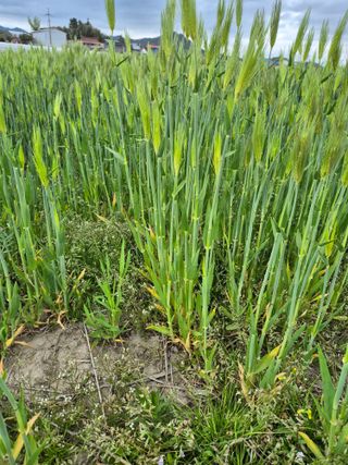 김영진(전남영광)님의 자유주제 · 자유게시판 작성글 사진