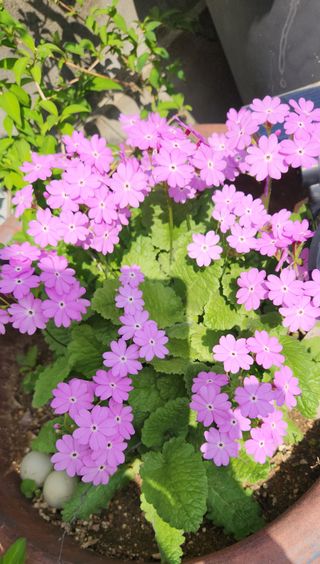 하은와송~♡♡♡~님의 자유주제 · 자유게시판 작성글 사진