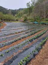 팜모닝 자유주제·자유게시판 게시글 이미지