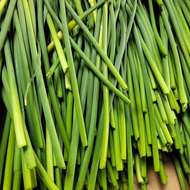 제주대정 방점순님의 장터 판매 상품 [제주도 햇마늘쫑 5kg] 첨부 사진