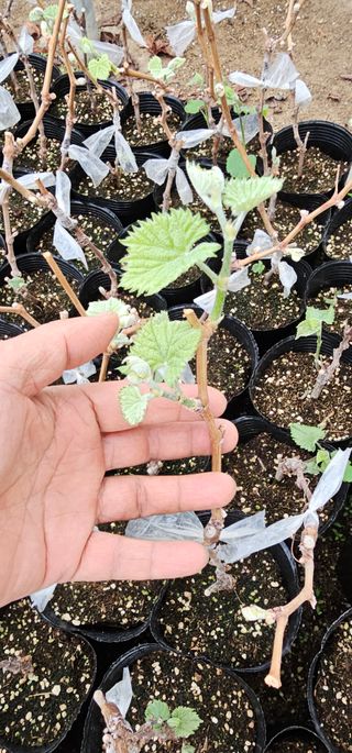 뿌리묘목농원님의 자유주제 · 자유게시판 작성글 사진