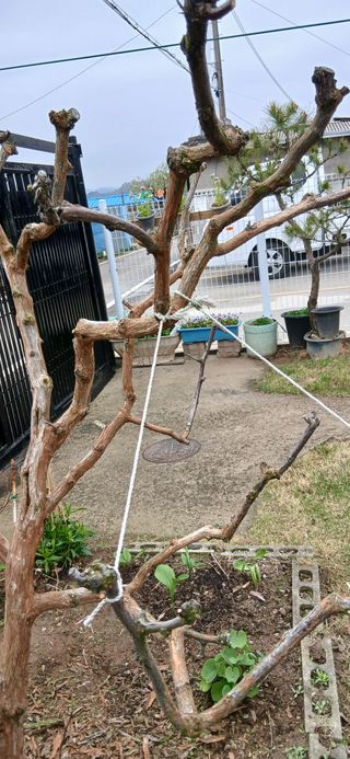 고독한 하이에나님의 농사, 무엇이든 물어보세요! · 참여글 작성글 사진