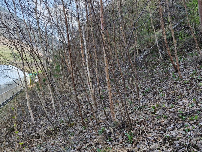 자연 愛 대풍농장님의 장터 판매 상품 [조경수 자작나무 일괄 판매합니다.] 첨부 사진