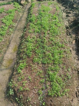 무료지식나눔 팜닥터님의 자유주제 · 자유게시판 작성글 사진