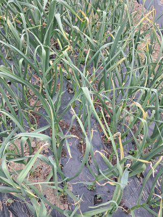 울산연안님의 🌿농부님의 제초법은? · 참여글 작성글 사진