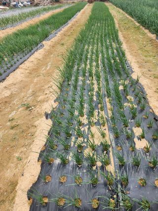 갑돌이님의 자유주제 · 자유게시판 작성글 사진