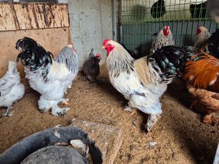 천운산님의 작성글 사진