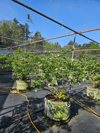 제주 지안이네농장님의 자유주제 · 자유게시판 작성글 사진