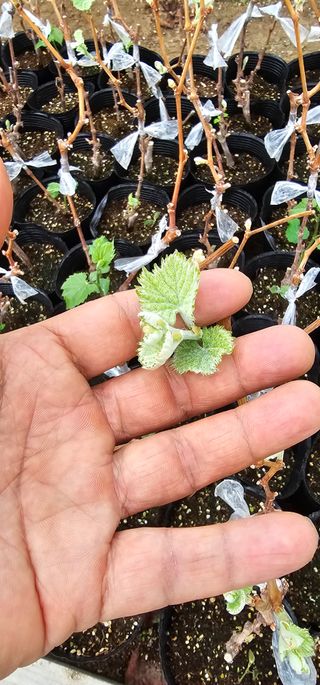 뿌리묘목농원님의 자유주제 · 자유게시판 작성글 사진