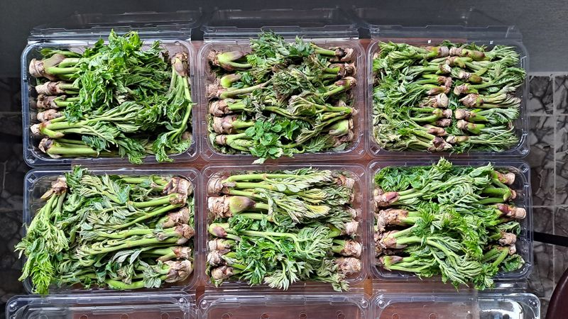 이상헌님의 장터 판매 상품 [산두릅/참두릅 500g] 첨부 사진