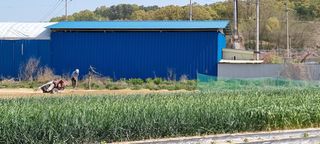 김길수님의 농사, 무엇이든 물어보세요! · 참여글 작성글 사진