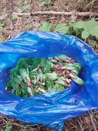 서산팔봉농원님의 자유주제 · 자유게시판 작성글 사진