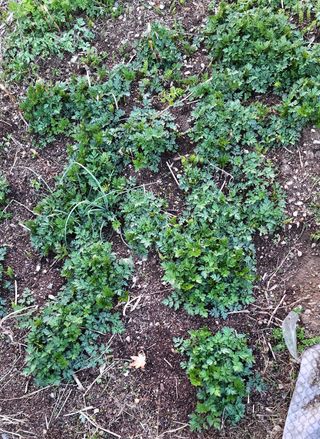 고추건조기부품판매님의 자유주제 · 자유게시판 작성글 사진