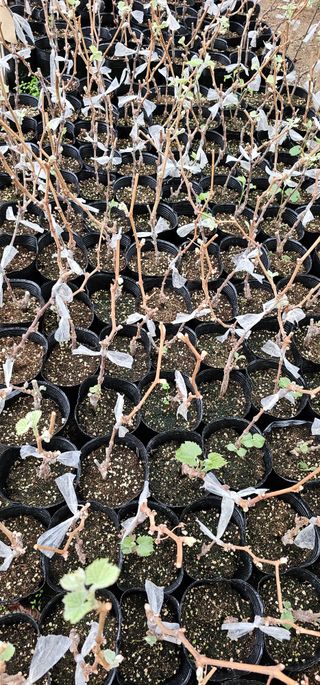 뿌리묘목농원님의 자유주제 · 자유게시판 작성글 사진