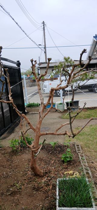 고독한 하이에나님의 농사, 무엇이든 물어보세요! · 참여글 작성글 사진