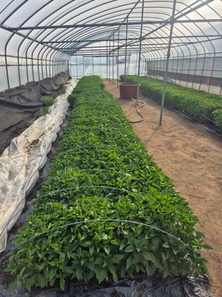 송광만님의 고추 · 파종•정식 작성글 사진