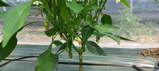 이준석님의 농사, 무엇이든 물어보세요! · 참여글 작성글 사진