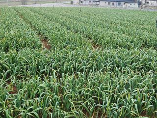 완두굴파리님의 팜모닝 토론방 · 주제제안 작성글 사진